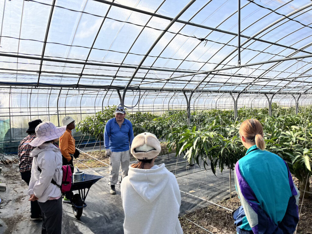 沖縄　伊平屋島　マンゴー農園　旅道楽たかしゅん合同会社