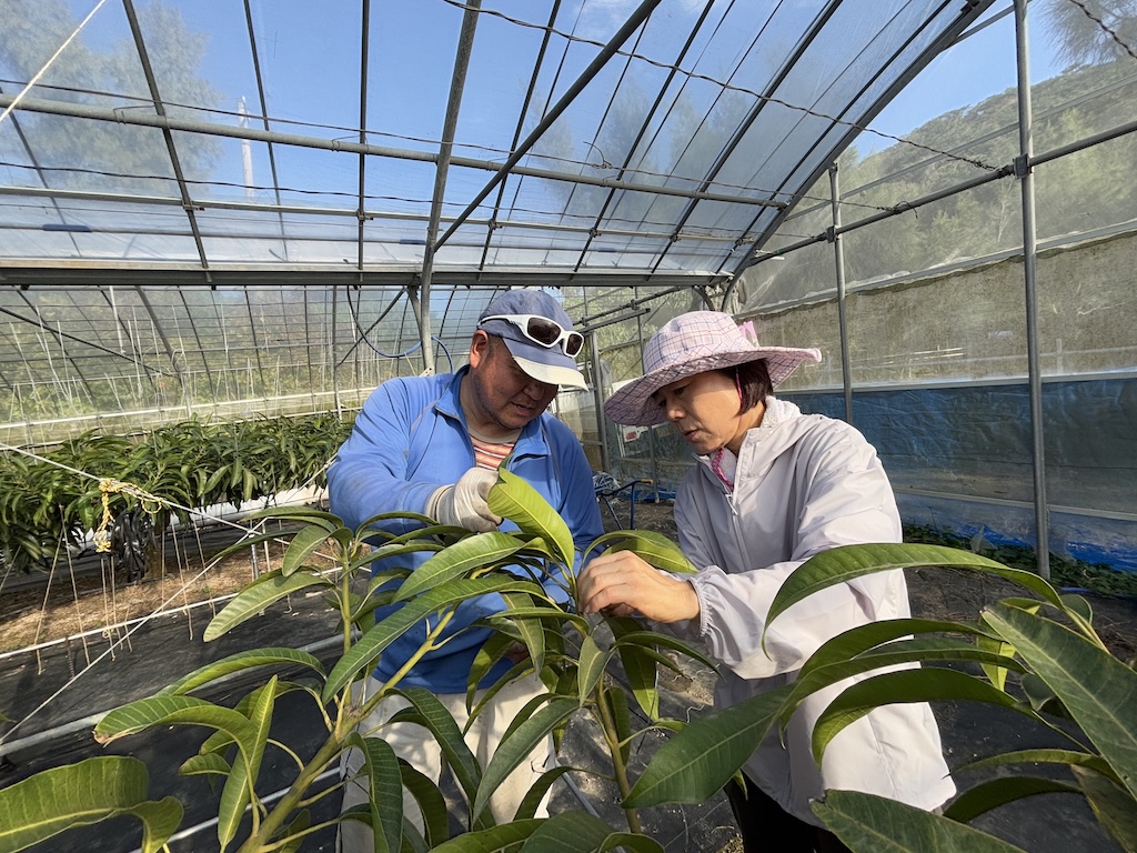 沖縄　伊平屋島　マンゴー農園　旅道楽たかしゅん合同会社
